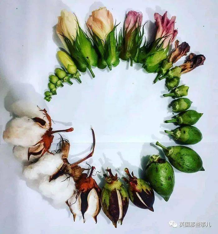分享了这样一组"生命的循环",看着确实是美丽又神奇呀…… 棉花的一生