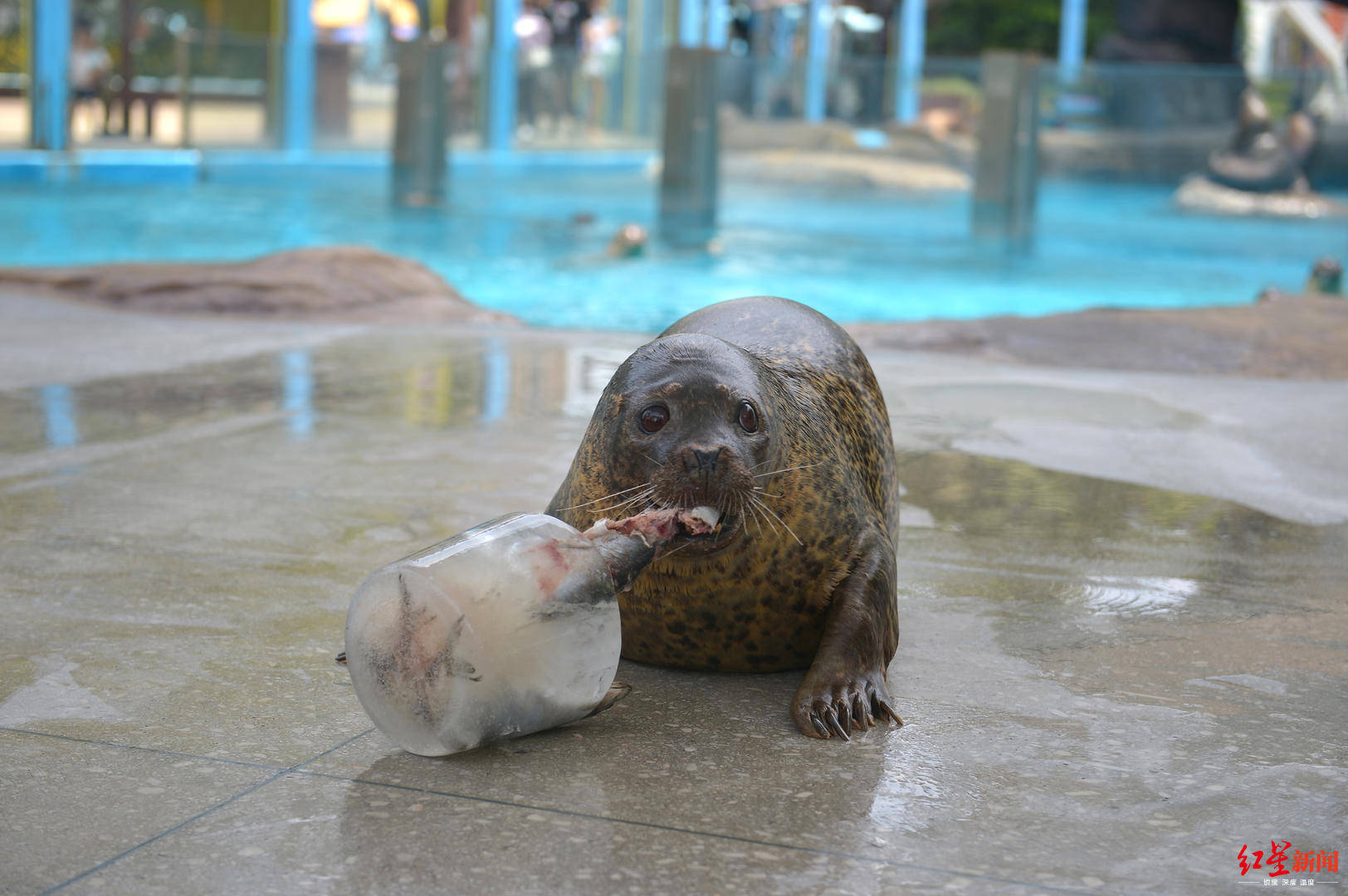 海洋公园这样过端午:海豹吃"冰粽",小朋友水中捉"小黄鸭"