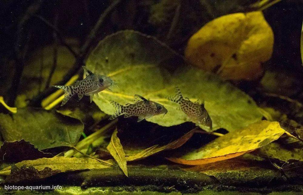 溪流badc 2017第6名作者:kamil hazy尺寸:180x60x32 cm生物:三线短鲷