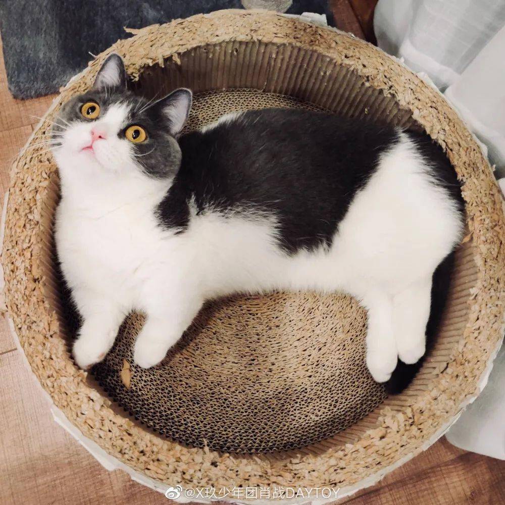 微信头像肖战自拍二