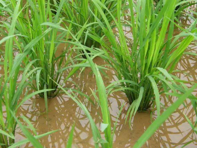 水稻分蘖期关于田间管理的一点建议!