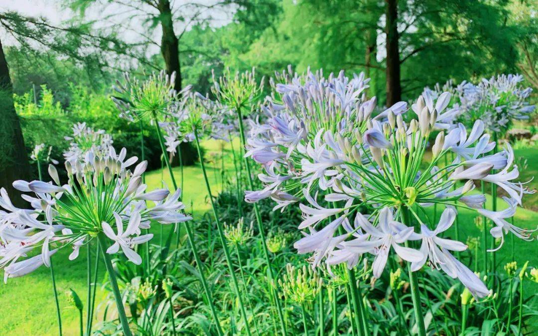 图集申城百子莲盛开来欣赏唯美图片