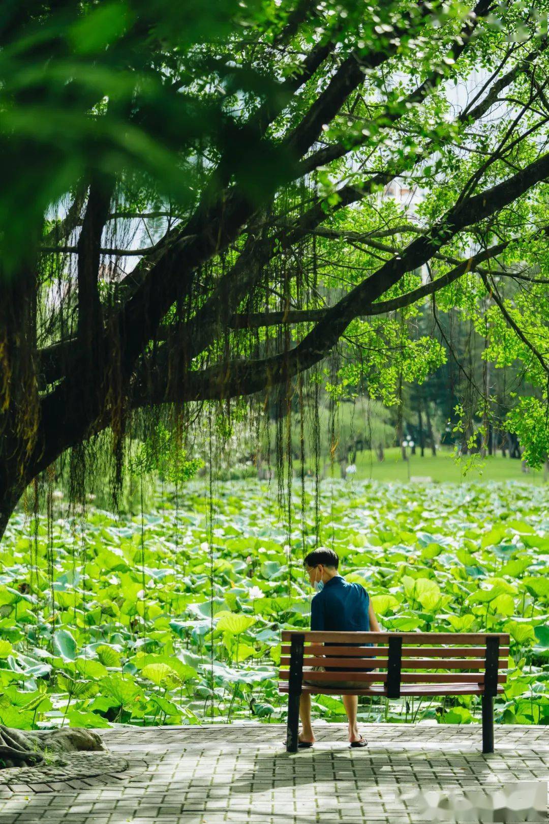 无意间看到一对在荷塘边自拍的情侣,还真是惊讶了一下,年轻人逛公园