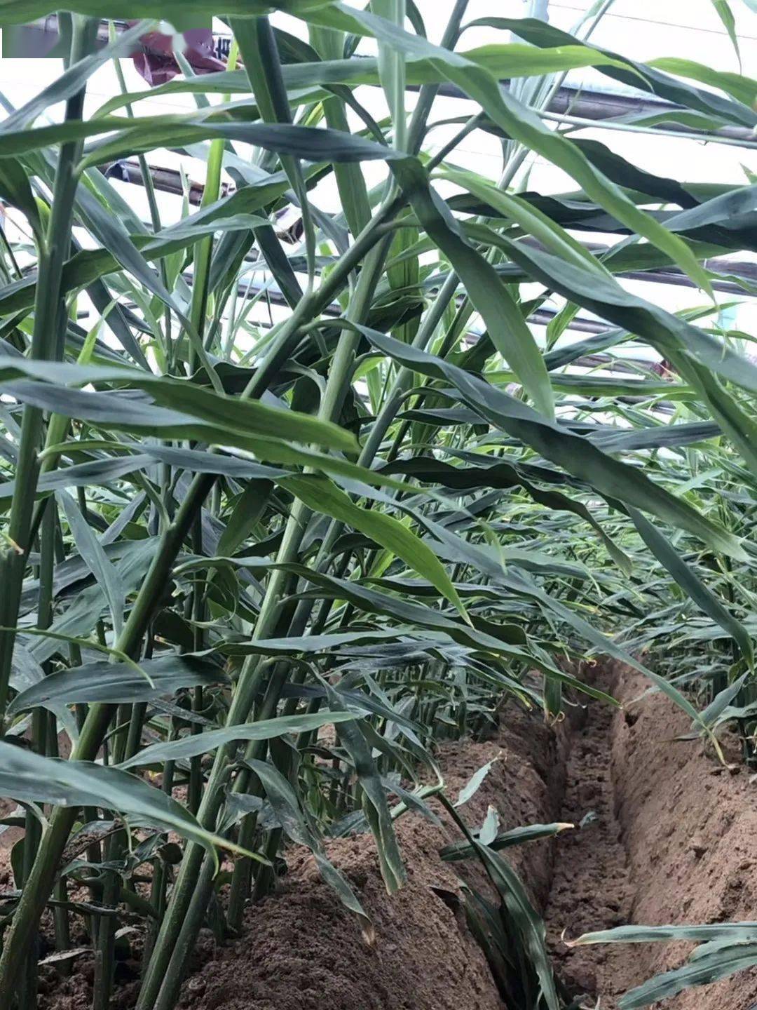 3,大培土到收获,高产须强化大培土到收获期,结合生姜植株长势及土壤