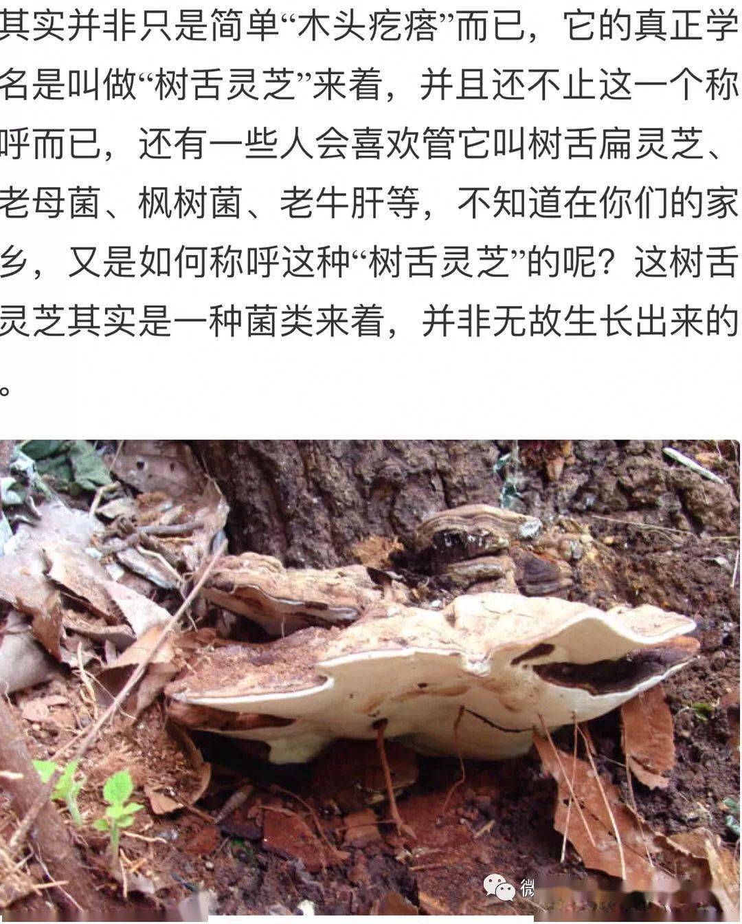 以前民间一些比较懂的老中医就会摘取这树舌灵芝来利用它可以帮助