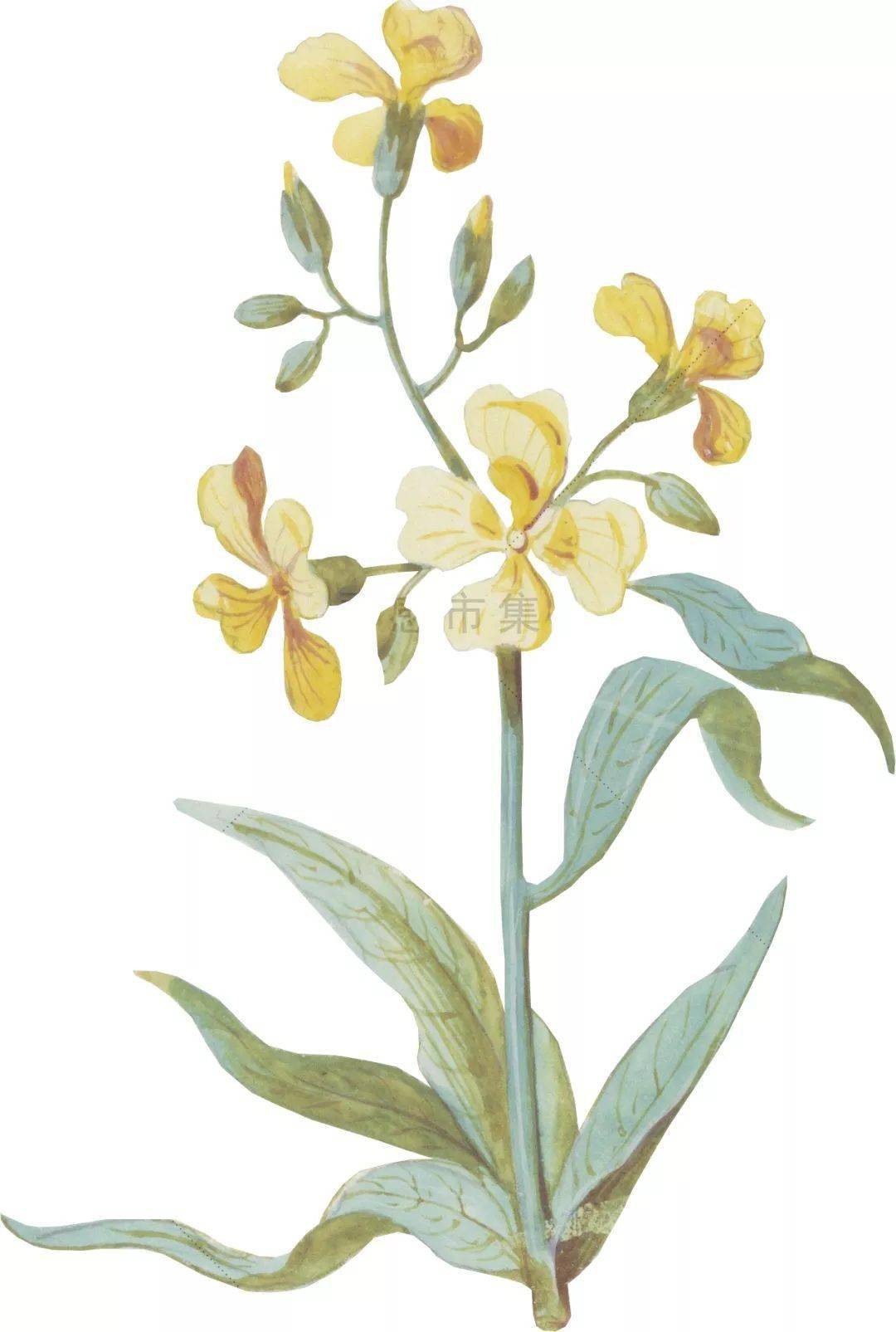 你要的拼贴风植物素材都在这里内附57组拼贴植物