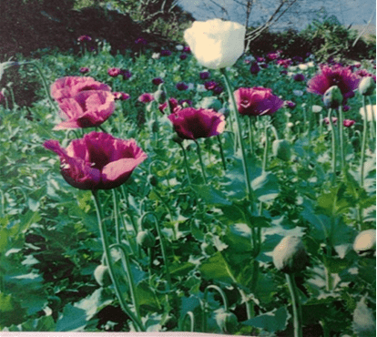 高小微:国际禁毒日 | 关爱生命,远离毒品_冰毒