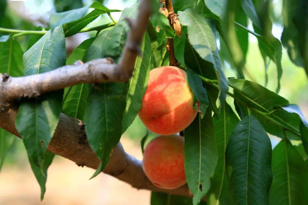 西五百户村书记高印海为村里200亩山桃代言