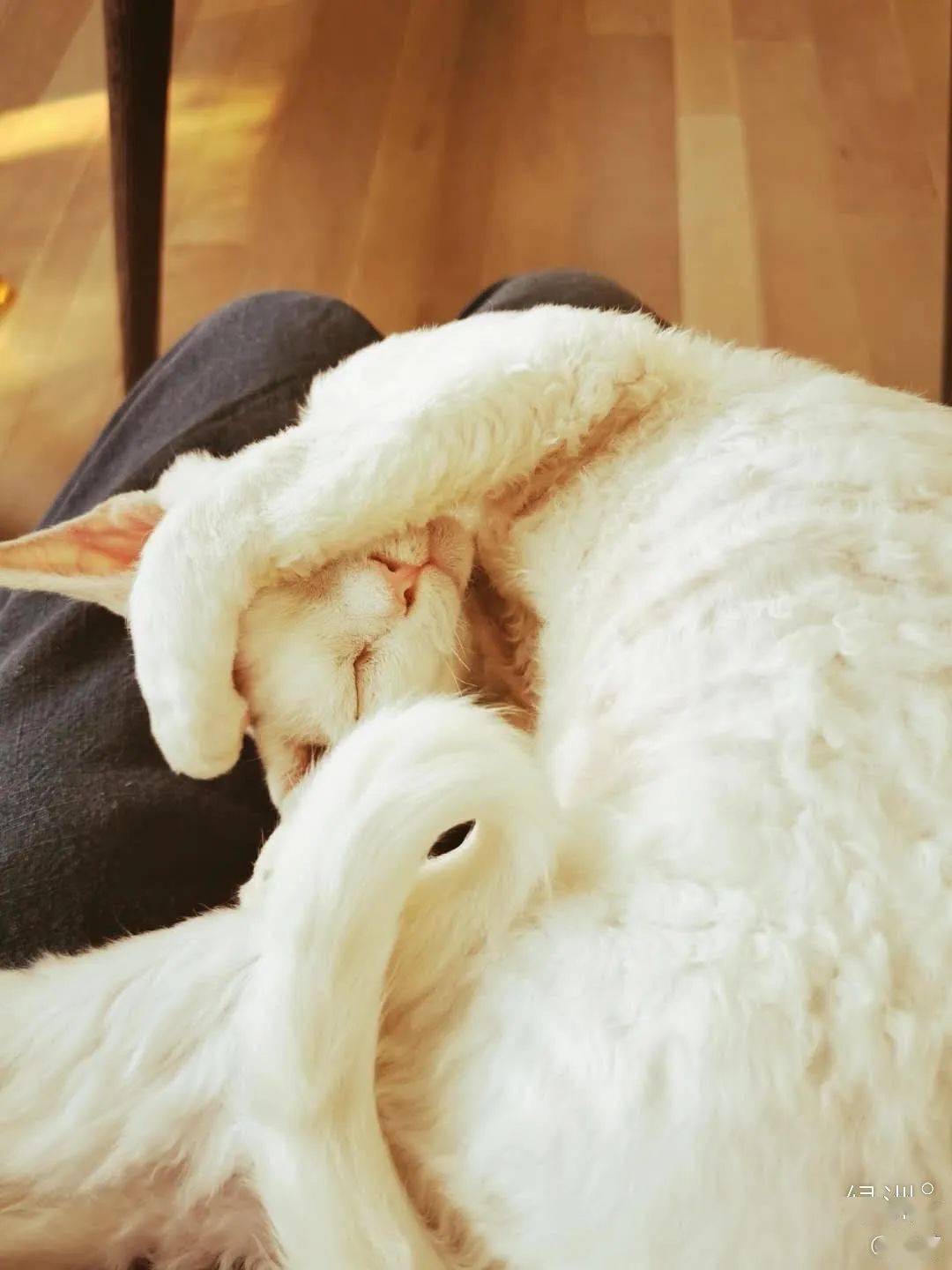 谢霆锋的miso昨晚喝大了