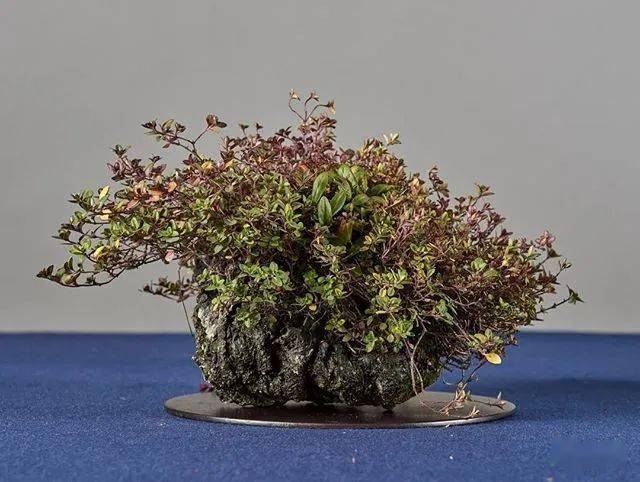 日本山野草盆景欣赏【禅意山野草盆栽!】