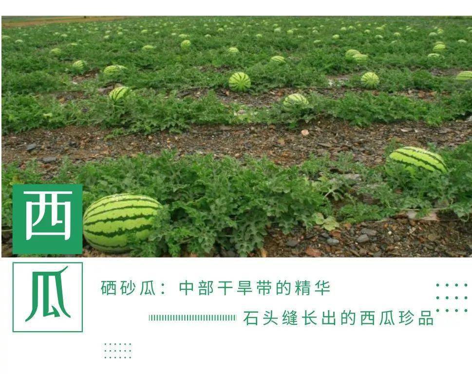 让您久等了,中卫硒砂瓜预计7月15日成熟上市