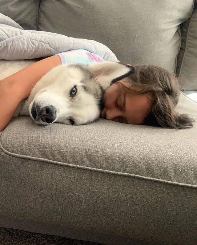 小主人想抱着二哈睡觉,狗砸一脸不乐意:宁撒开我!