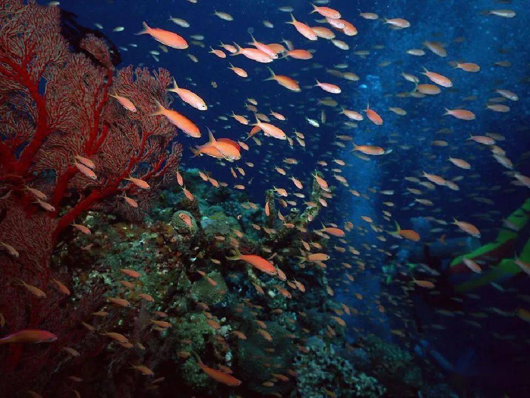 廣袤海洋中的珊瑚與魚_魚兒