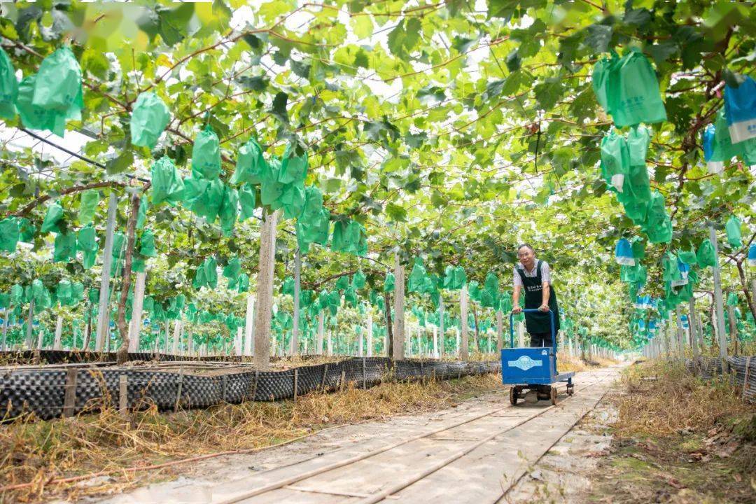 《浙江日报》关注温岭"智慧果园"!果农搭乘"小火车",点点手机育鲜果