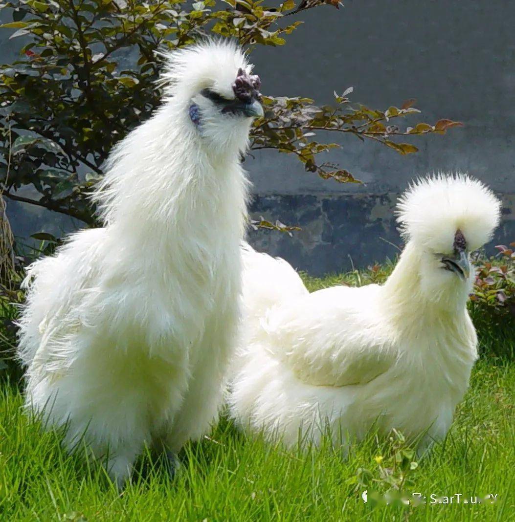 霸王别姬---99元禅博园一日游 豪礼相送:泰和乌鸡2只,甲鱼1只,人参