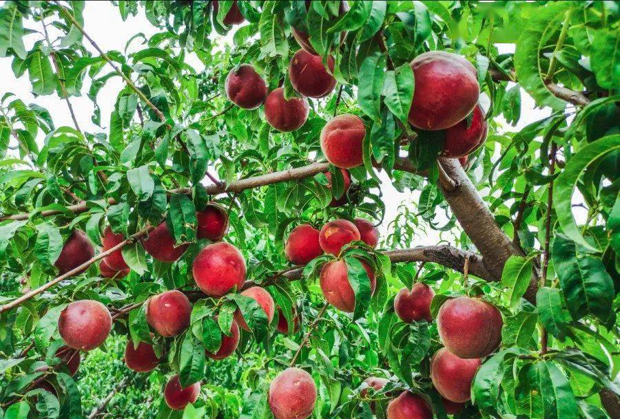 "仙桃"采摘正当时!滦州有个休闲旅游的好地方!看看是哪?