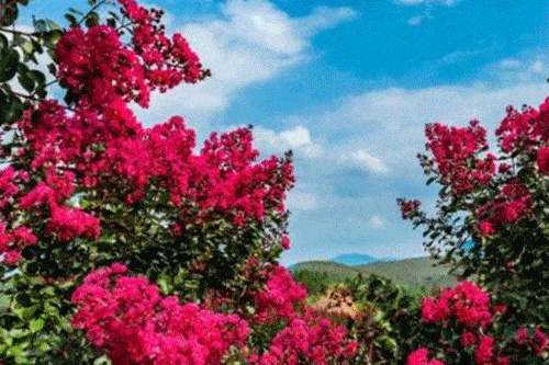 500张门票免费送清远这个地方惊现百亩花海千亩松林七彩滑道