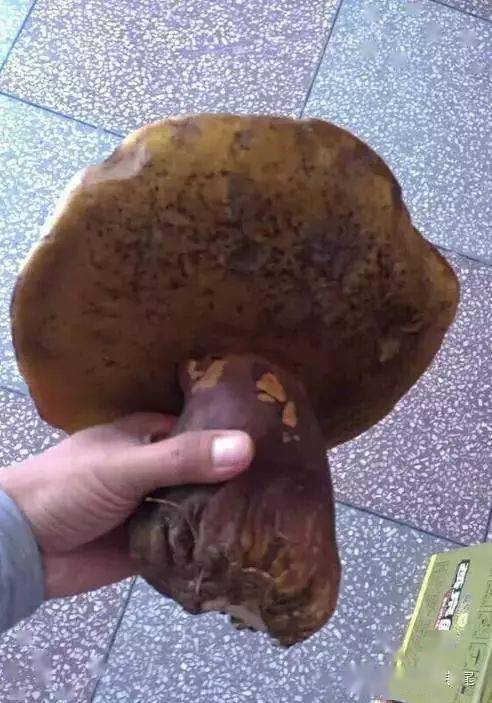 这眼睛得有多尖才能识破这个披着"石头皮"的菌子啊10一朵巨无霸不惊奇