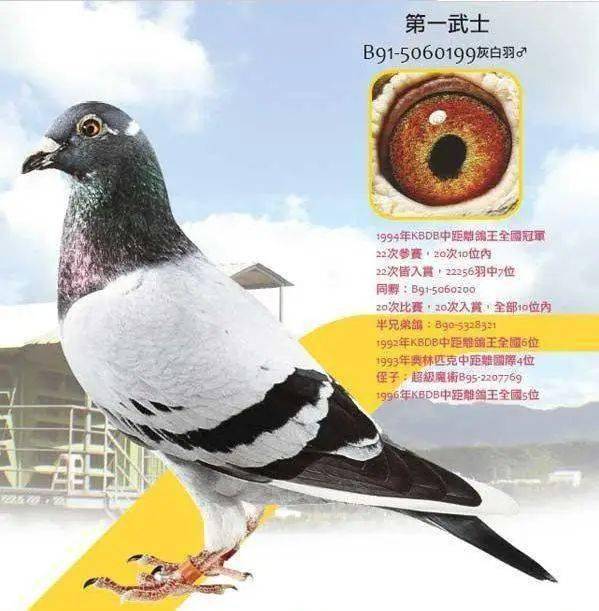 这4羽赛鸽入赏率近100%,神一样的存在!