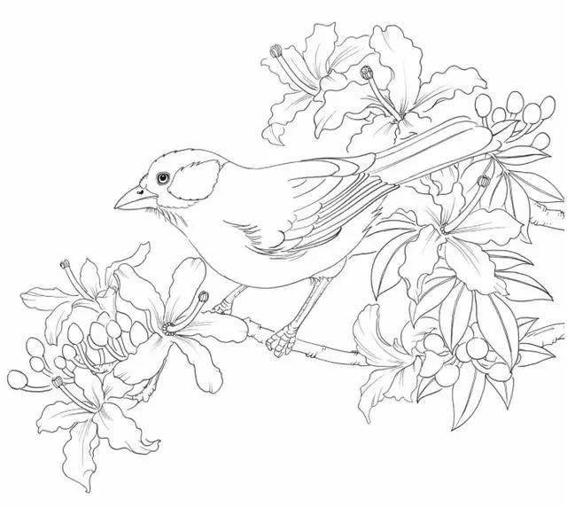 素材100种鸟类的线描稿