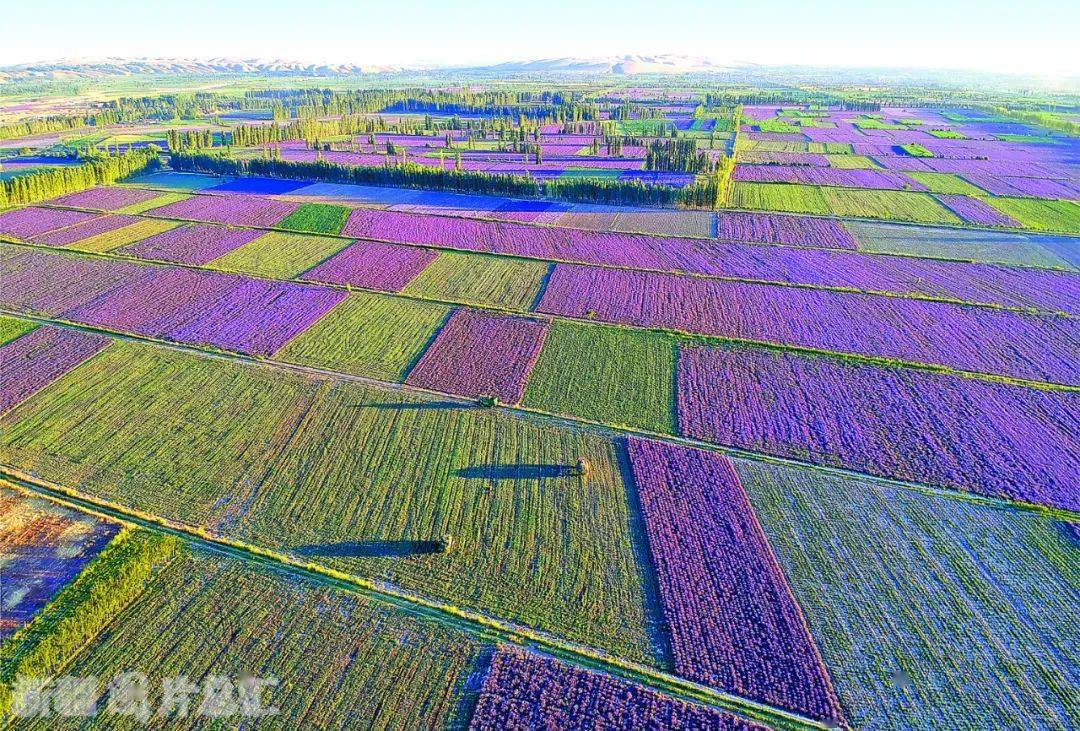 进入6月下旬,伊犁河谷6万余亩薰衣草开始收割,薰衣草田构成一幅美丽