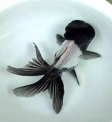 品鉴| 被称为堆玉的文种金鱼,出现于清代早期,酷似一头威风凛凛的雄狮