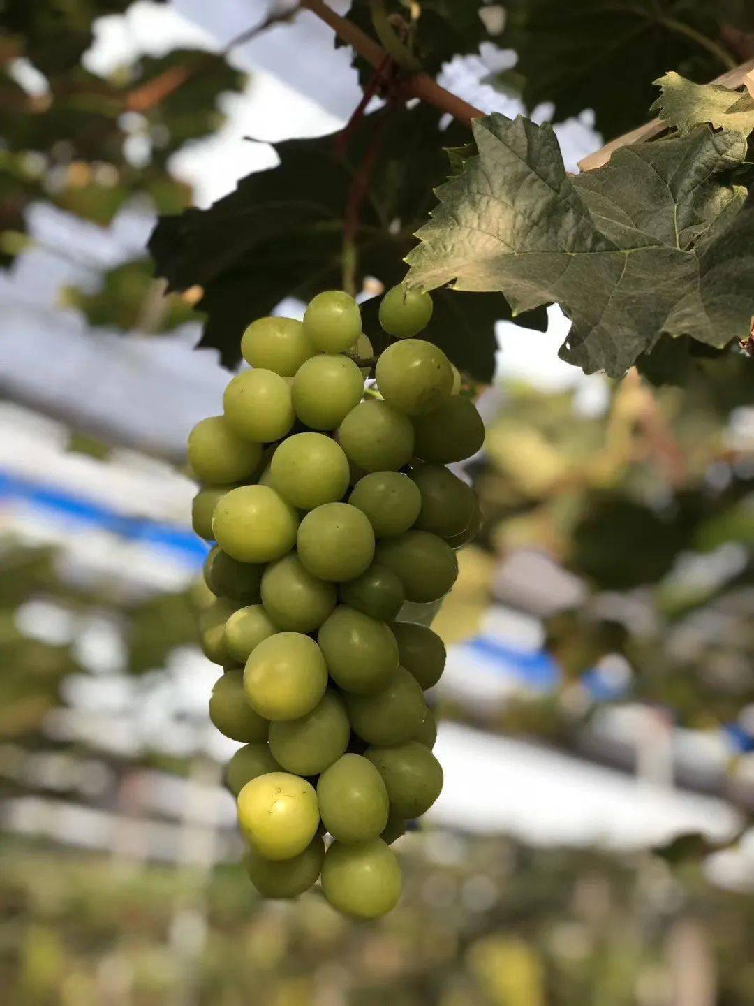 视频超甜由美表妹为中社牌香印葡萄打call邀你来摘