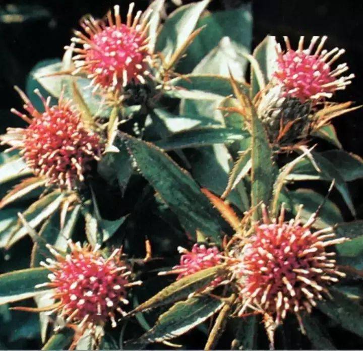 於术,于术,冬术,广术,贡术,杭术,于潜术,仙居术,吃力伽,炒白术,焦术