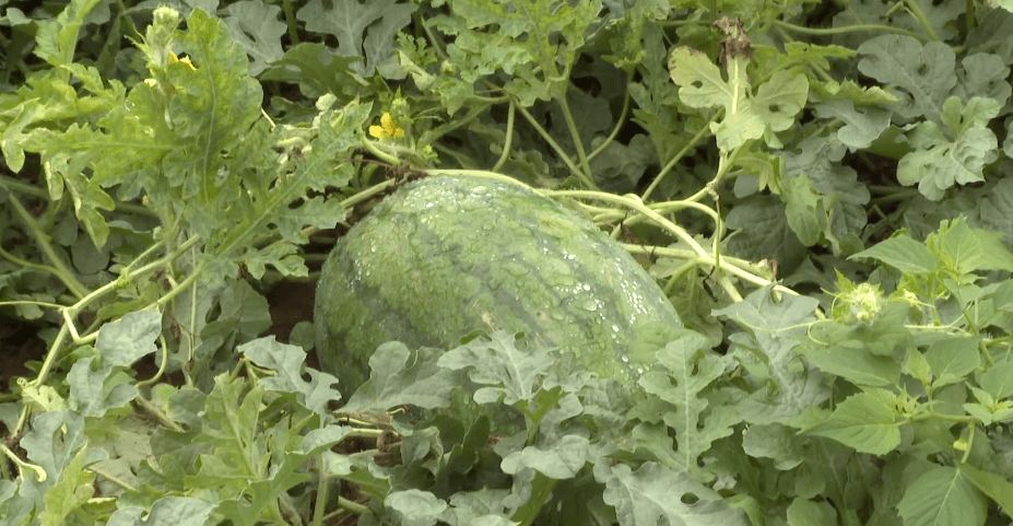黄河滩区里的"特色西瓜"
