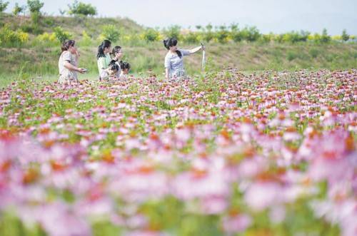 6月27日,游客在内丘县扁鹊药谷中药材种植基地拍照游玩.