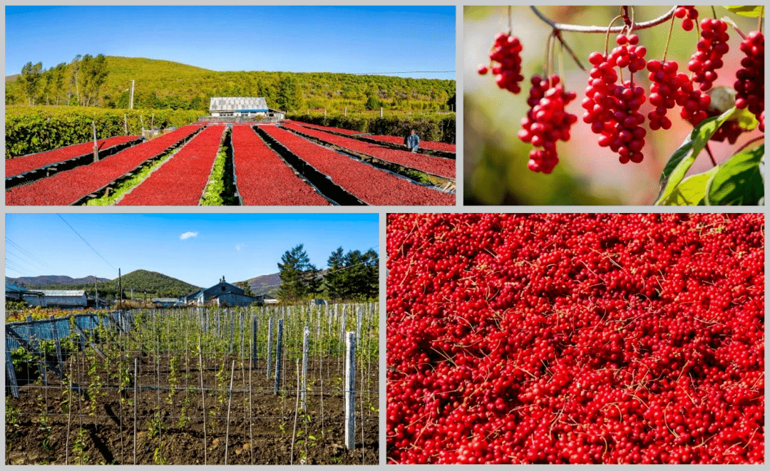 "光影龙江·振兴百图献给党"摄影作品展