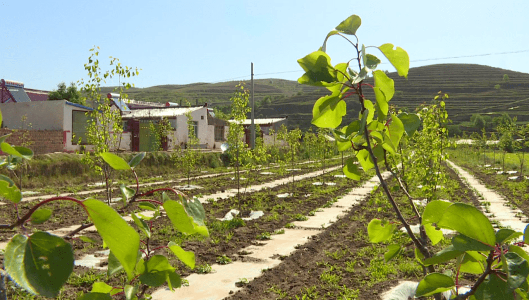 专题‖ 守好改善生态环境生命线 让西吉人民生活更加幸福_葫芦河