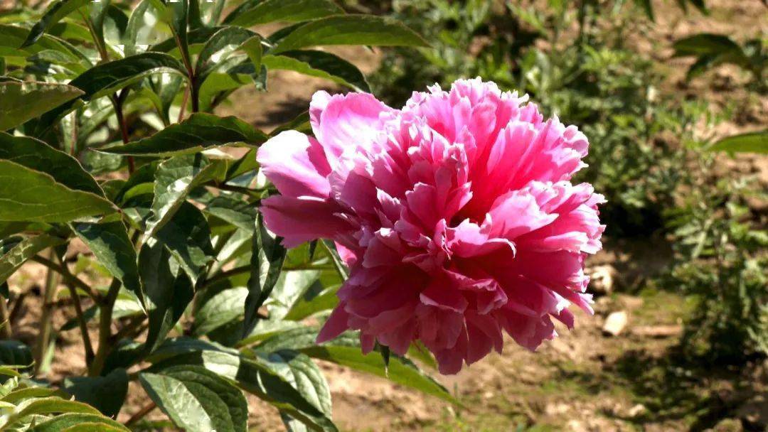 康家集乡|赵玲萍编辑|任新成责编|赵建民 杨 阳编审|谭明强总编|边