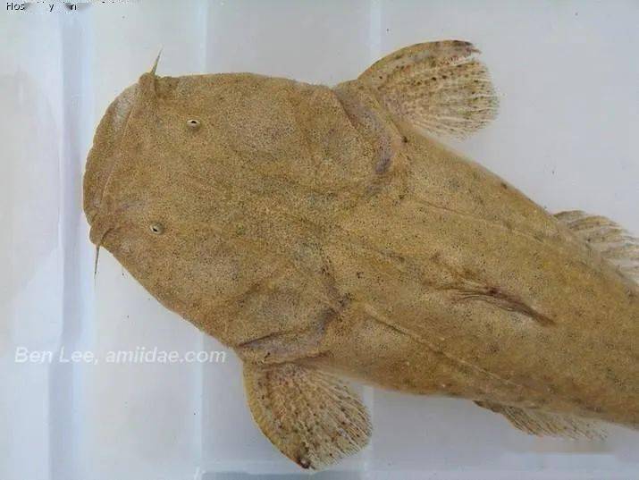 每天认识一种南美鱼79帝王鲸