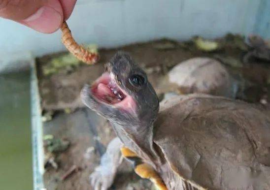 浅谈缅甸山龟的饲养(转载)——山牙猪_环境