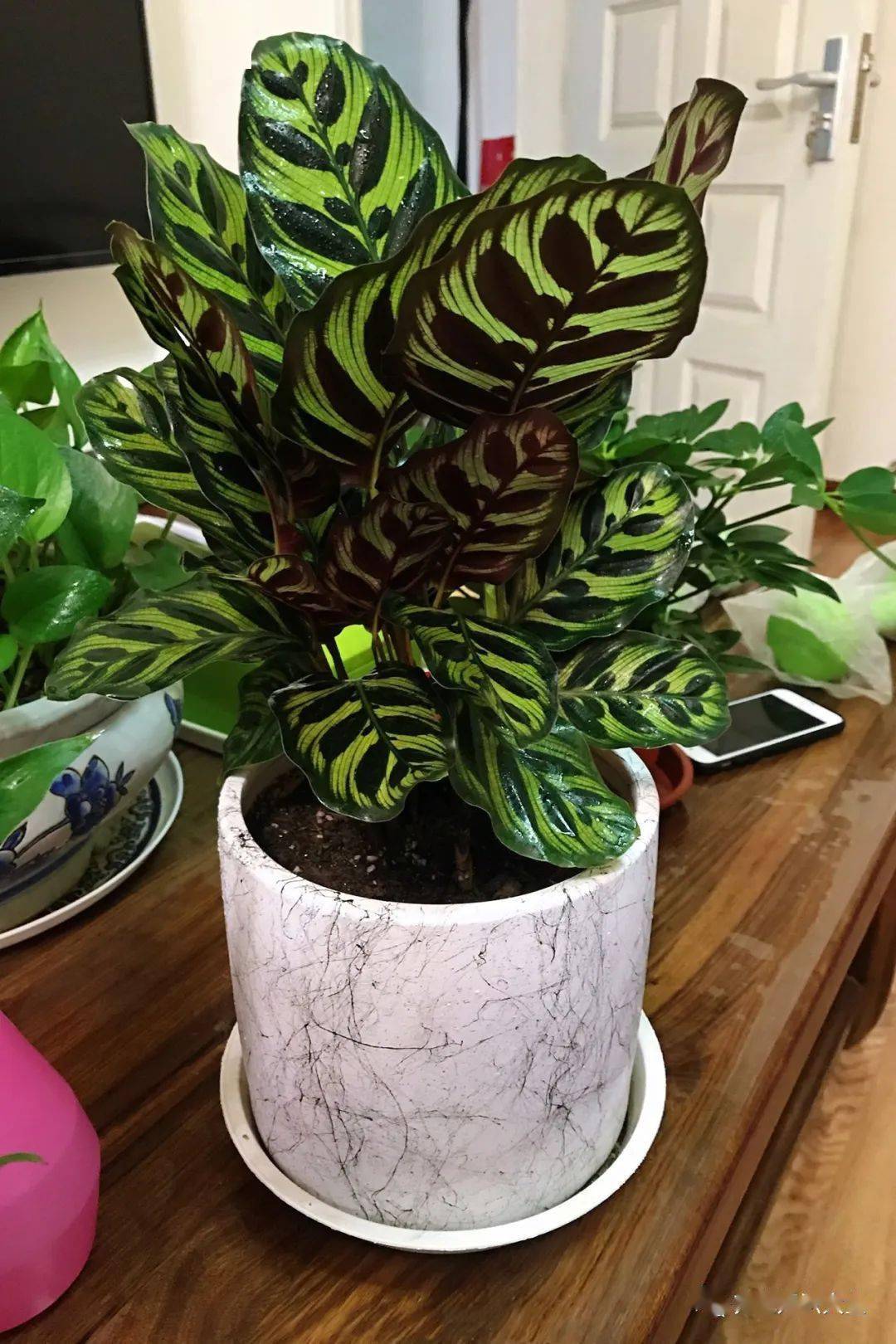 12种美丽竹芋耐阴又好养客厅养一盆特别有气质