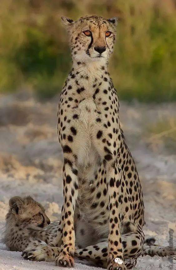 猎豹在远古时期猎豹的栖息地已延伸到非洲与亚洲,中国,印度,在冰河