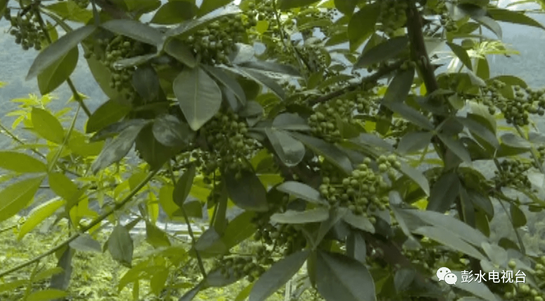 花椒种植亩投入成本