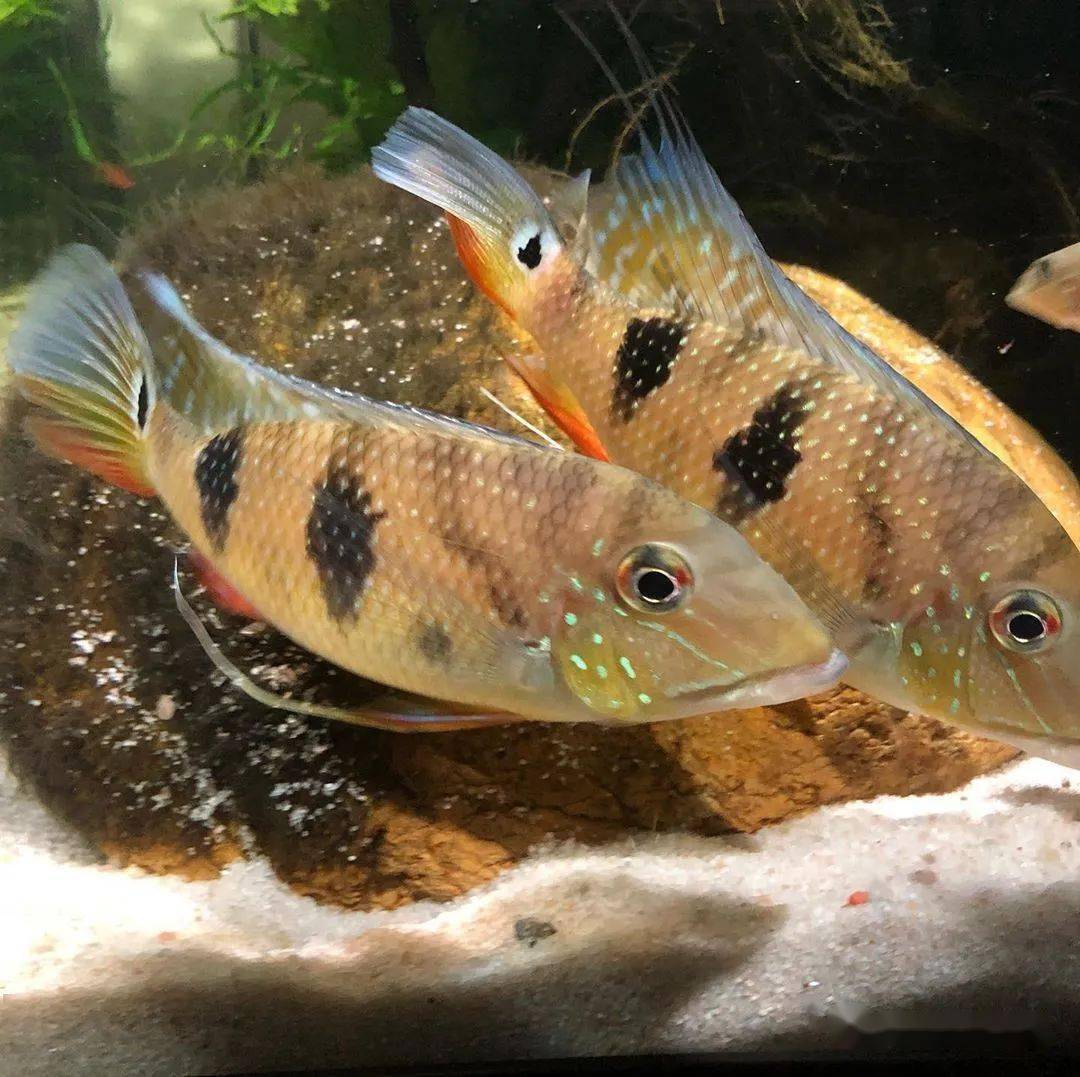 每天认识一种南美鱼80三点宝石