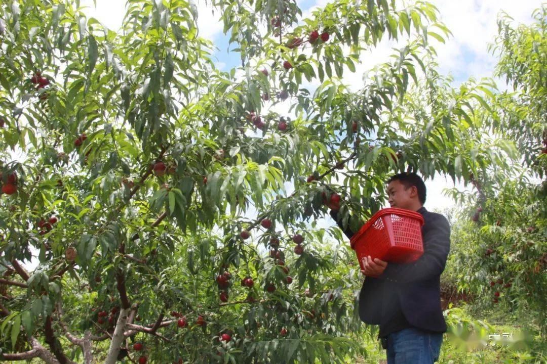 想吃油桃大街乡走起