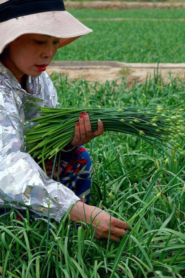 所谓"打韭苔",就是收割韭菜前将韭苔连花带杆一起采摘,当地人称之为"