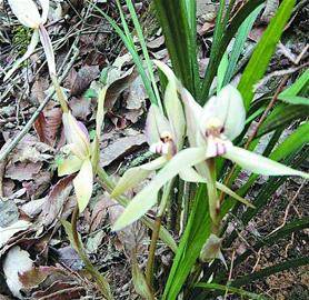 野生蘭花被大量偷挖濫採我國目前野生蘭科植物整體處於瀕臨滅絕境地