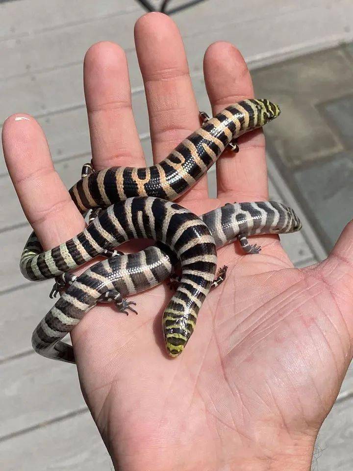 远看像条蛇,近看四脚蛇,还常常被人误认成马陆!