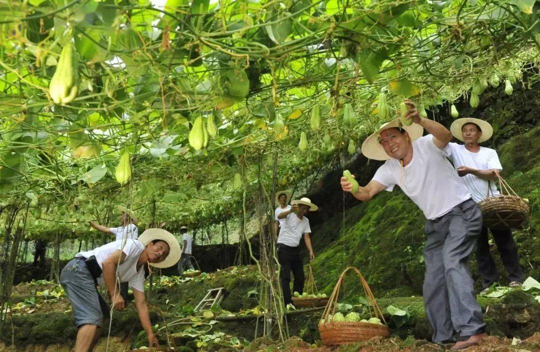 宜居宜游  作为洋里乡主要的佛手瓜种植基地 梧溪村全村种植佛手瓜达