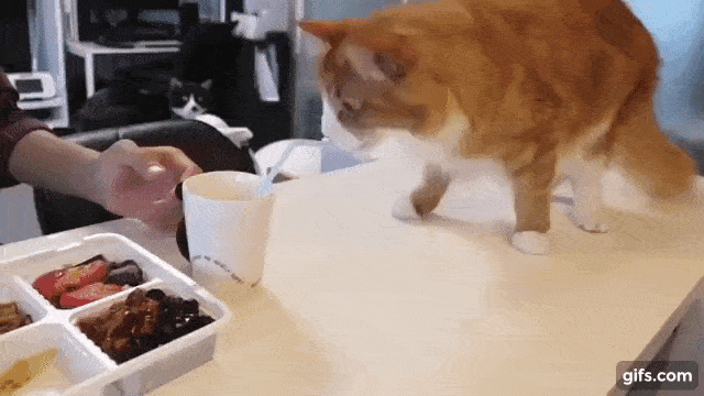 教猫做菜？日本美食博主靠猫爆红吸粉470w！