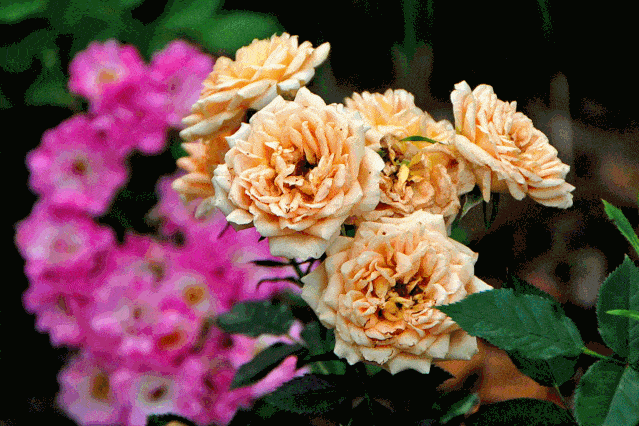 639_426gif 动态图 动图