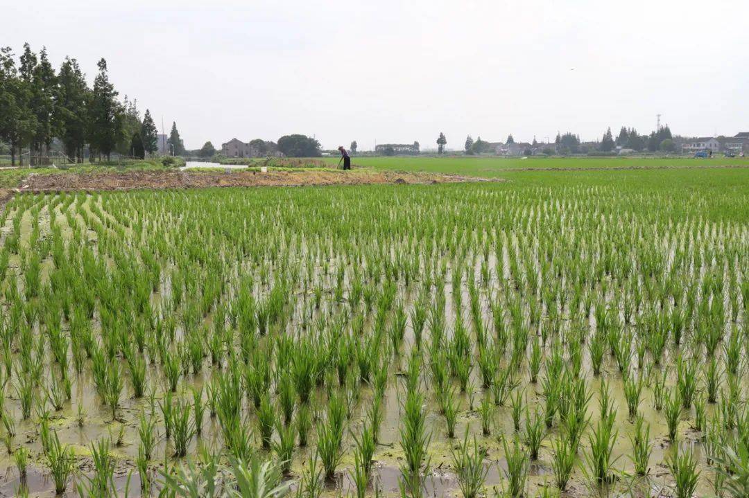 喷洒农药10亩地15分钟稻田用上黑科技