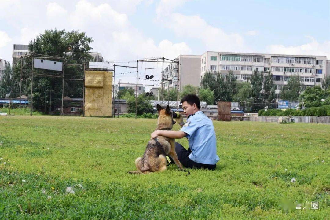训犬爱好者可以报考的大学,中国刑事警察学院_警犬