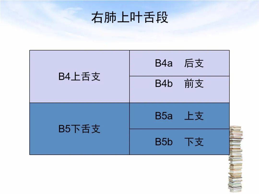 肺段支氣管及亞段支氣管