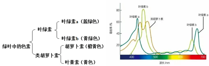 【别开生面】学科交叉——光·遇·光合_传播